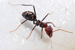 UK-Ant-Species-Drawn-Irresistibly-to-Electricity-2