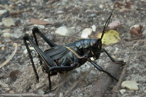 black-grasshopper-700x465