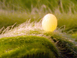 egg on milkweed