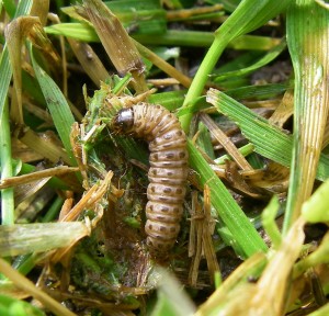 sod-webworms-fall-armyworms