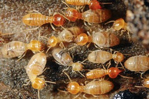 Termites_large