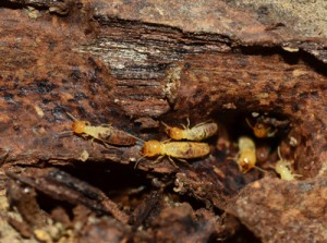 termite-prevention-conehead-drywood