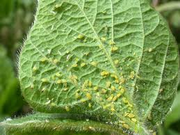 aphids2