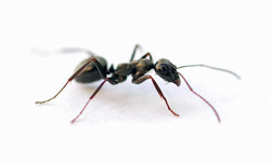 ants in electric 1