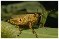 grasshoper1