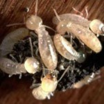 main_termite-worker