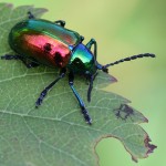 7-5-11-dogbane-beetle-img_6731